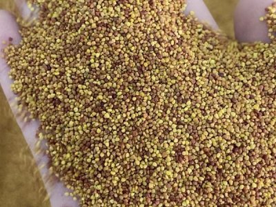 幸運三葉草花種子多久發芽？
