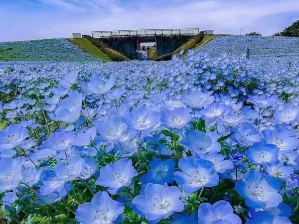 1672141170898233.jpg 喜林花1.jpg