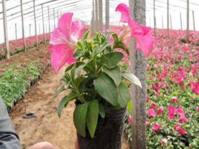 哪些草花種子可以春季盆栽