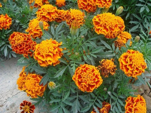 1672145262887652.jpg 萬壽菊2.jpg