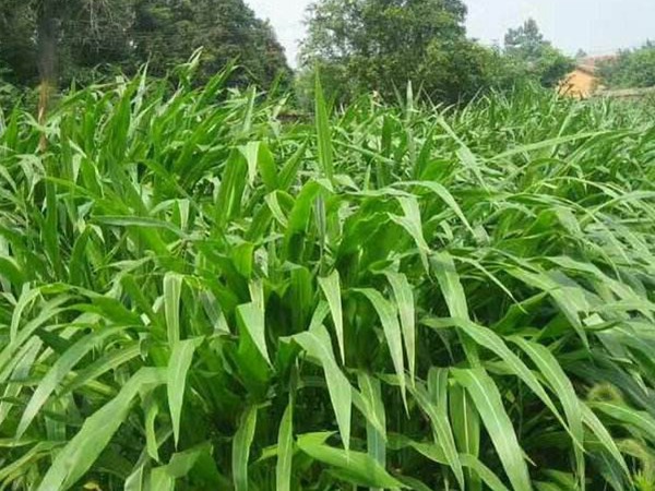 墨西哥玉米草圖片 墨西哥玉米草圖片