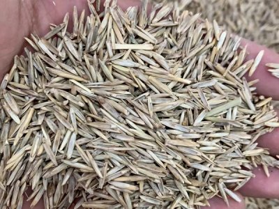 牧草種子批發價格多少錢一斤？