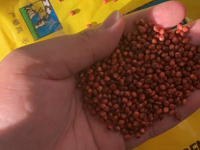 進口甜高粱牧草種子批發在哪？