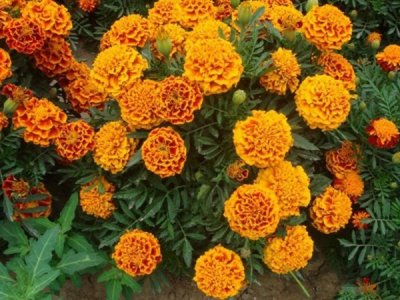 草花種子發芽后養護