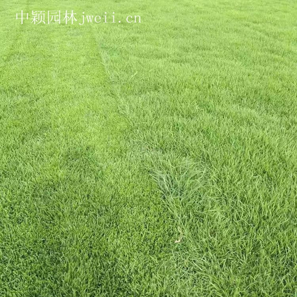 1675258403268613.jpg 結縷草6_副本.jpg