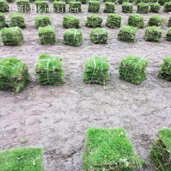 1675258414671910.jpg 結縷草7_副本.jpg