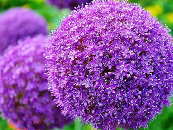 大花蔥種子發芽出苗開花圖片 大花蔥種子發芽出苗開花圖片