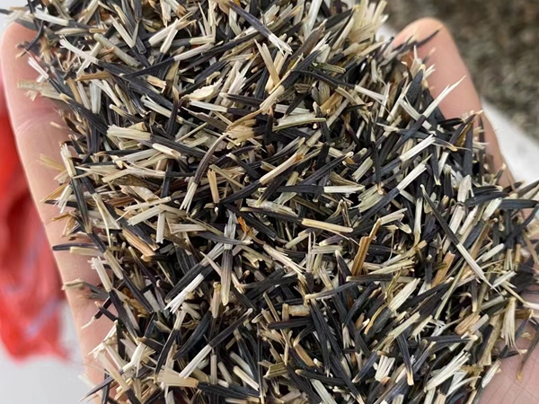 1675861461716540.jpg 硫華菊.jpg
