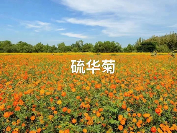 野花組合11.jpg