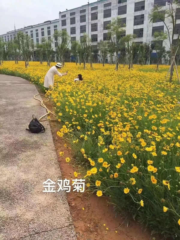 野花組合10.jpg