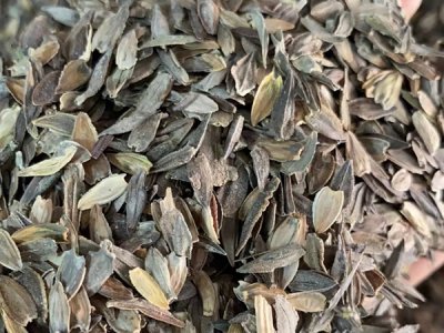 草花種子怎么培育發芽