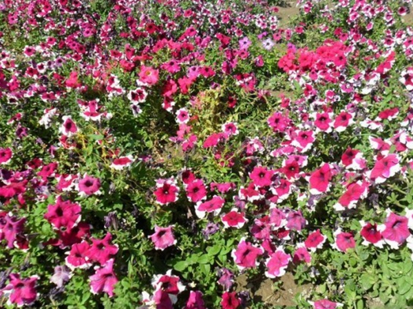 1675941385373426.jpg 牽牛花12.jpg