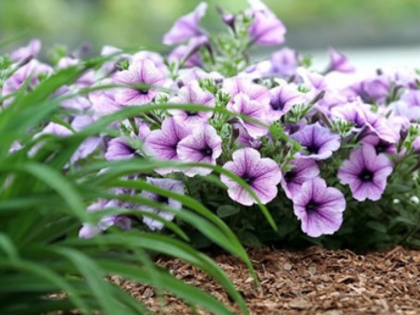 1675941399614504.jpg 牽牛花15.jpg