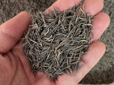  草花種子發芽需要多久？