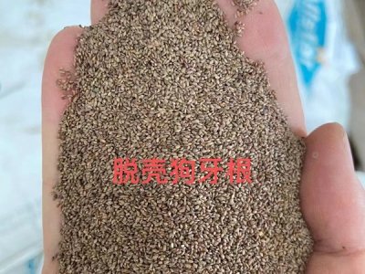 狗牙根草籽能直接播種嗎？