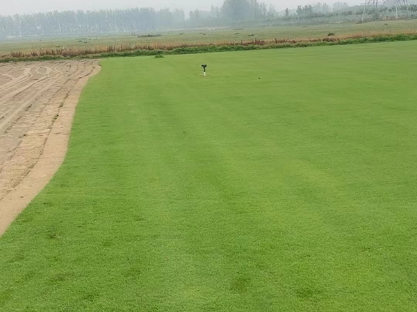 1675945867402913.jpg 草坪09.jpg