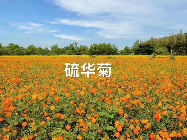 1676033918796304.jpg 硫華菊.jpg