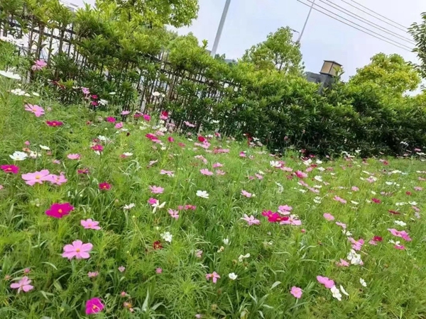 1676036416743745.jpg 格桑花4.jpg