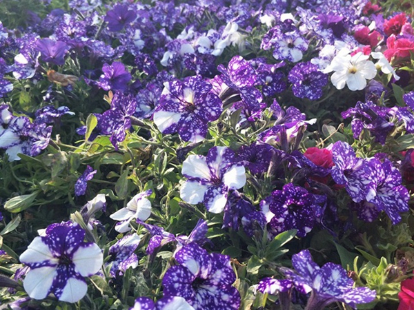 1676036479696286.jpg 20_副本.jpg