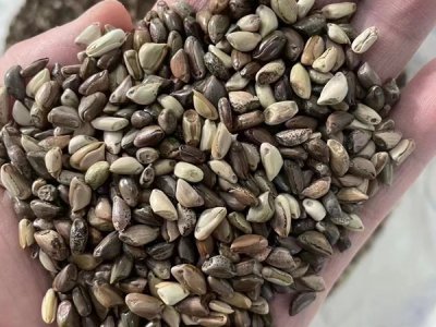 一年四季喂牛的草種