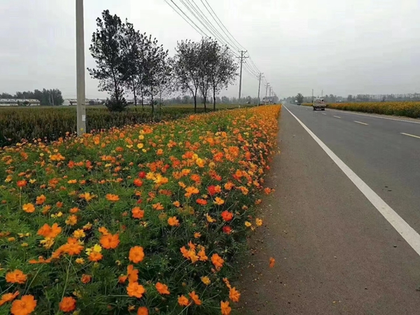 1676093422973014.jpg 格桑花6.jpg