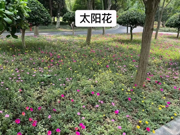 1676093597275126.jpg 太陽花.jpg