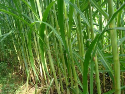 四季牧草種子批發價格是多少？