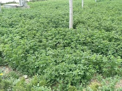 牧草粗蛋白含量測定的注意事項