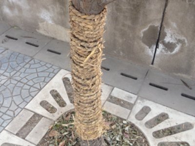 怎樣用繩子固定樹木