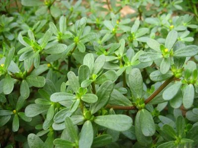 馬齒莧幾年生？