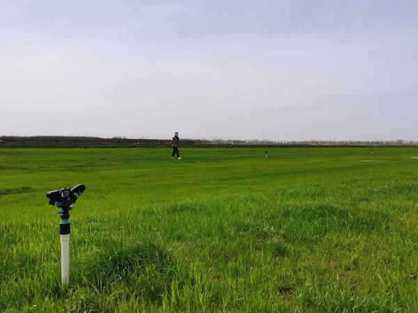 草坪1.jpg