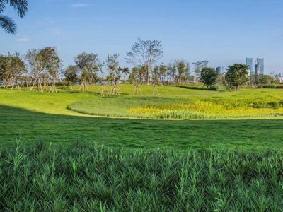 3月可以播種地毯草嗎？