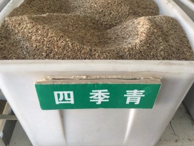 耐寒的草坪種子