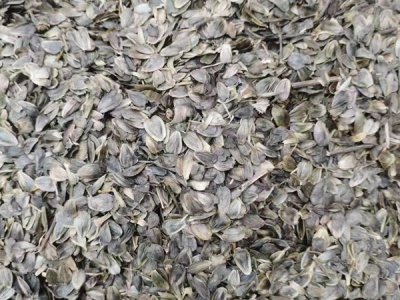 濟南廠家直銷的牧草種子批發