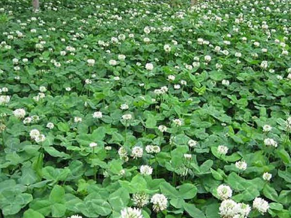 1682676578805087.jpg 白三葉草8.jpg