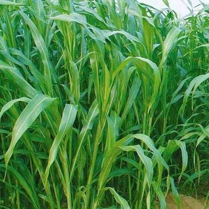 四川哪里有牧草種子批發公司