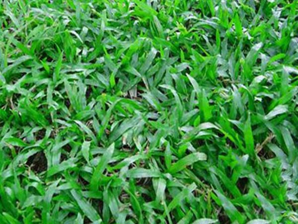 1683088649541347.jpg 大葉油草5.jpg
