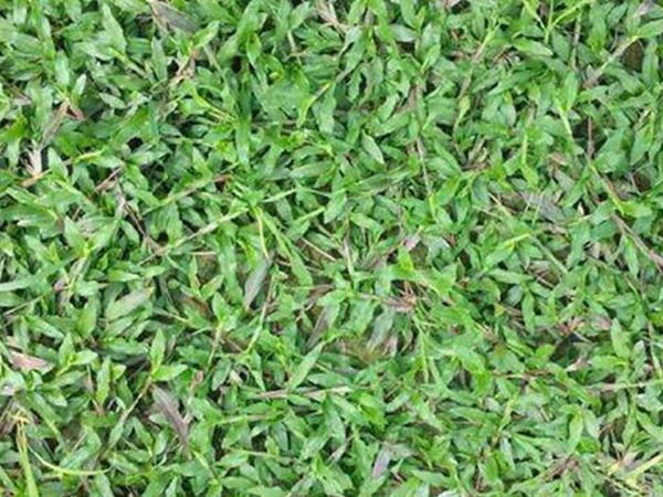 1683088697666174.jpg 大葉油草7.jpg