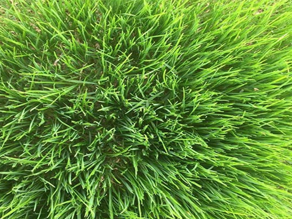 1683172798565469.jpg 黑麥草4.jpg