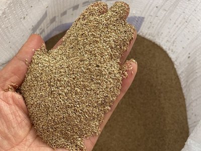 綠化草坪的草會結種子嗎？