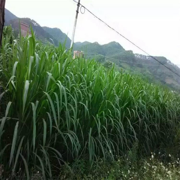 1683192750588652.jpg 甜象草22.jpg