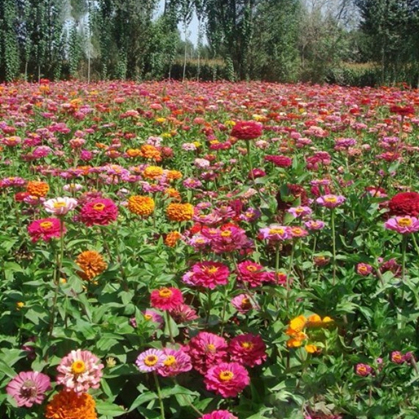 1683196318868557.jpg 百日草-(8)_副本.jpg