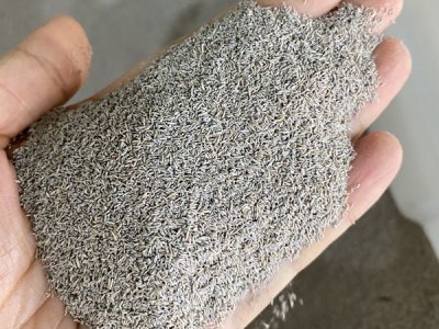 上海草坪種子哪里去買