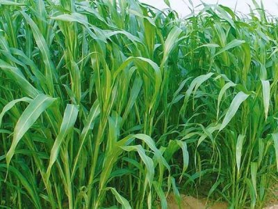 養殖牧草種子批發