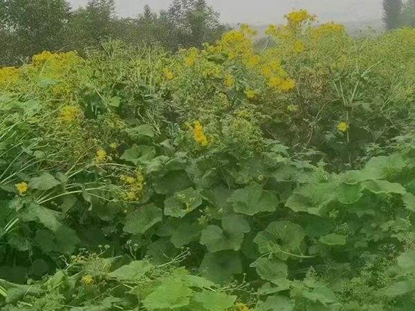 1683351933731835.jpg 串葉松香草.jpg