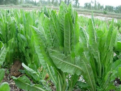 長春牧草種子批發價格