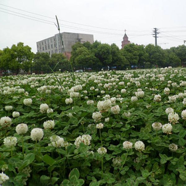 1683355685480456.jpg 白三葉9.jpg