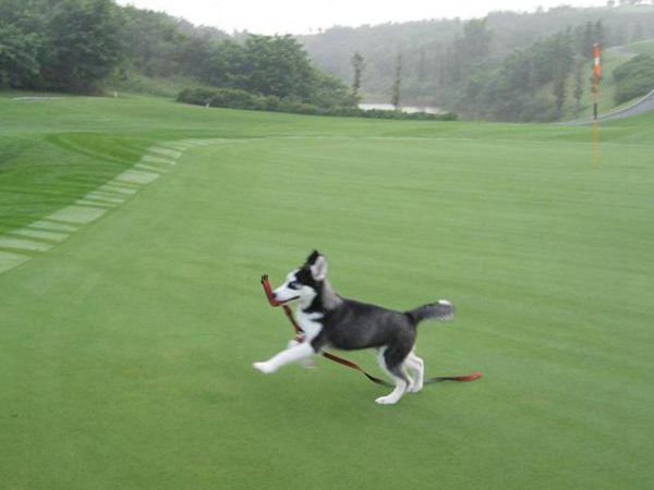 1683604080528762.jpg 狗牙根12_副本.jpg