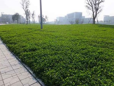 邊坡綠化草坪種子