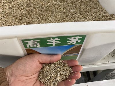 草坪種子怎么種植  方法